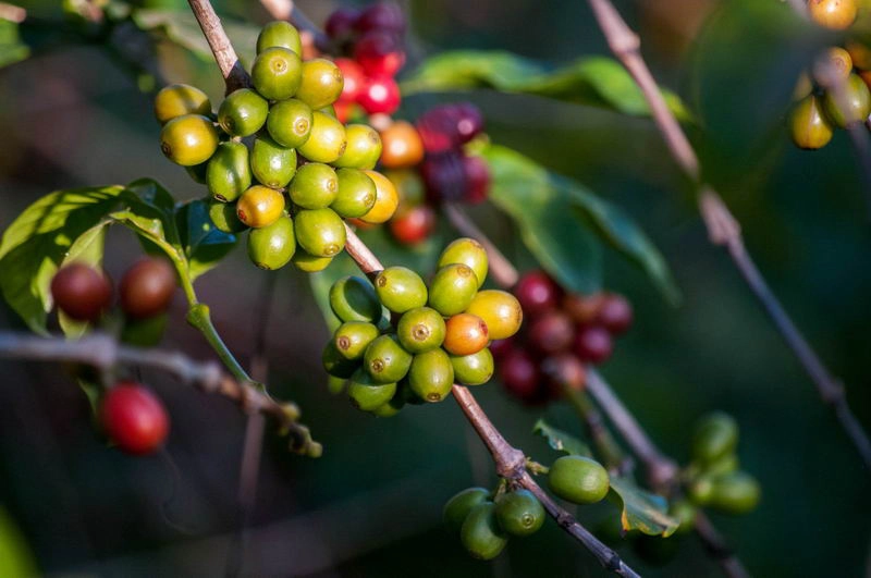 Kaffeeanbau weltweit: Woher kommt das schwarze Gold?