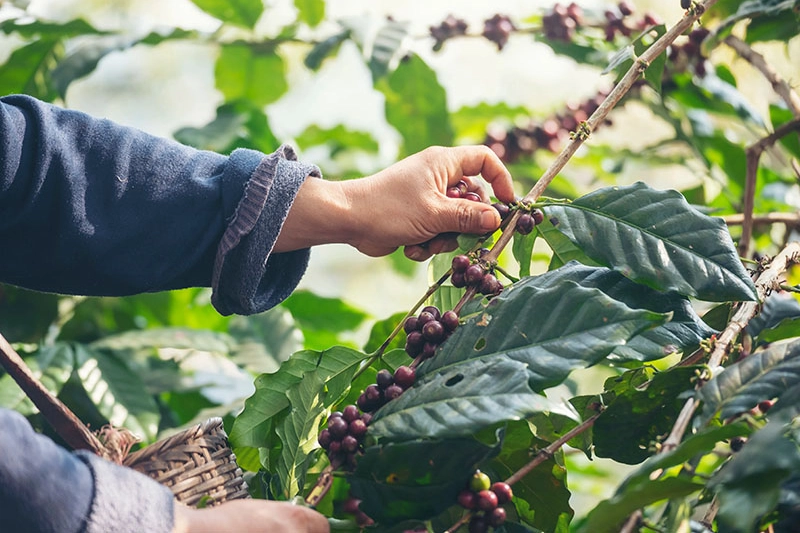 Hand pflückt eine reife rote Kaffeekirsche von einer Kaffeepflanze