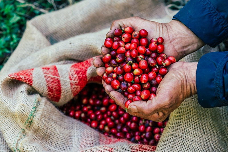 Alles, was Sie über Kaffeebohnen wissen müssen